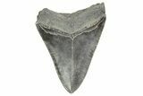 Fossil Megalodon Tooth - South Carolina #365767-1